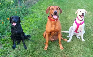Rhodesien Ridgeback Deckrüde Bild 5