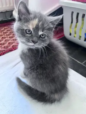 Maine Coon und British Kätzchen