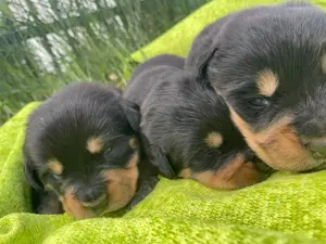 Berner Sennenhund Mix Welpen 