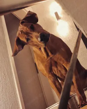 Rhodesien Ridgeback Deckrüde