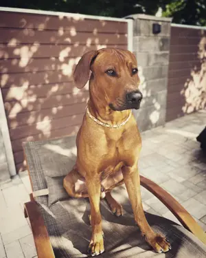 Rhodesien Ridgeback Deckrüde Bild 9