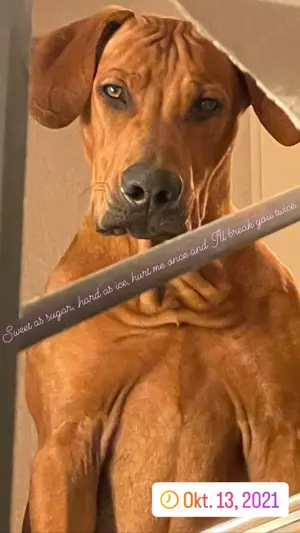 Rhodesien Ridgeback Deckrüde Bild 10