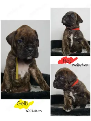*Süße Boxer-Bordeaux-Dogge-Mix-Welpen 