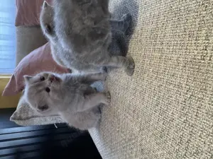 Wunderschöne Britisch Kurzhaar Babykatzen abzugeben