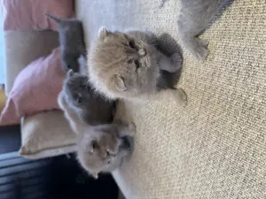 Wunderschöne Britisch Kurzhaar Babykatzen abzugeben Bild 2