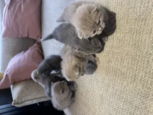 Wunderschöne Britisch Kurzhaar Babykatzen abzugeben Bild 3