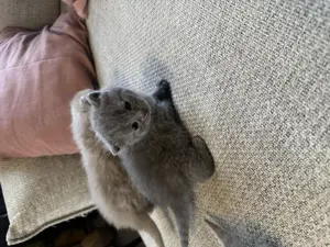 Wunderschöne Britisch Kurzhaar Babykatzen abzugeben Bild 4