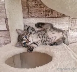 süße Bengalmix-Kitten abzugeben