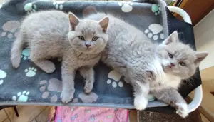 BKH Kater Kitten Zuckersüße Bärchen Katzen Wunderschöne Britisch Kurzhaar Lilac-White ätzchen