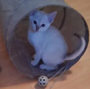 Katzenbaby sofort abgabebereit 