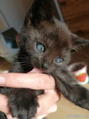 Edelmix Kitten schwarz, Devon Rex, Russisch blau, Allergiker