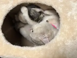 Baby katzen bkh 