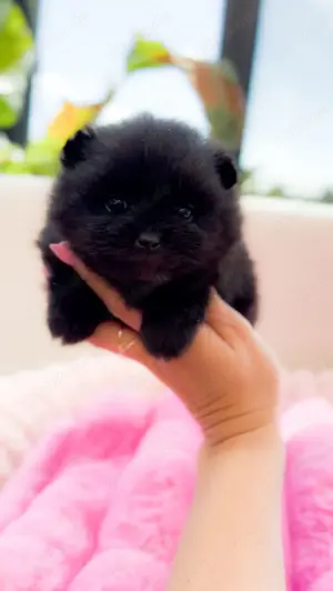 Pomeranian MINI Mädchen!
