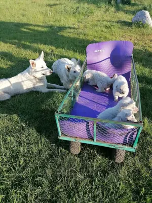 Weißer Schäferhund Welpe Rüde