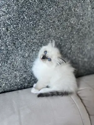Reinrassige Ragdoll Kitten