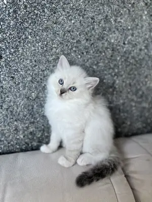 Reinrassige Ragdoll Kitten