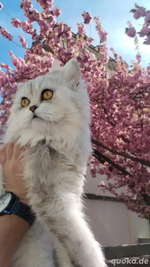 Himalayan Kater zu verkaufen 