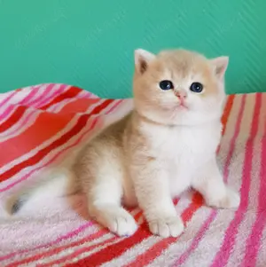 Reinrassiger BKH Kitten mit Stammbaum 