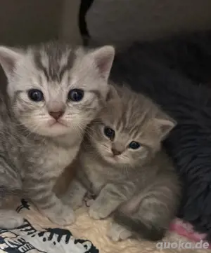 Britisch Kurzhaar Kitten 