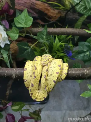 morelia viridis biak juni 2024