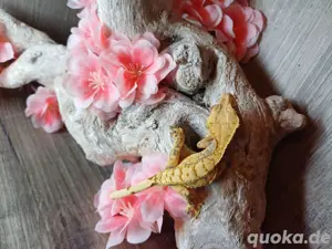 kronengecko Weibchen 