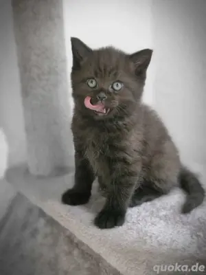 bkh kitten abgabebereit 