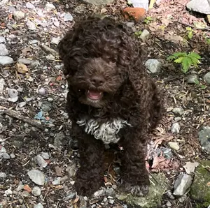Süße reinrassige Lagotto Welpen suchen liebevolles Zuhause - familien- & allergikerfreundlich