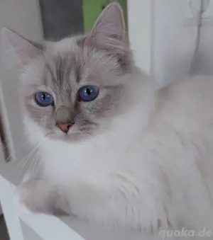 Heilige Birma Katze 