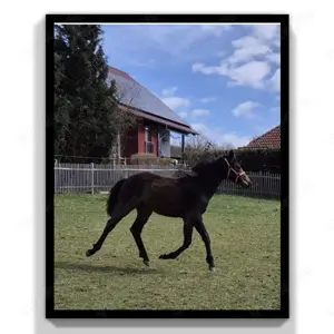 Sport- und Freizeitpferd Hengst 1 Jahr dunkelbraun fast ohne Abz.