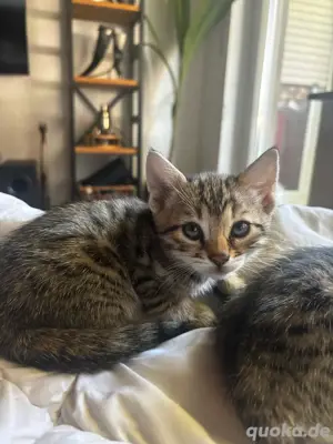 Bengal Kitten abzugeben 
