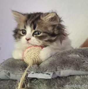 zwei bezaubernde Perser Babys 