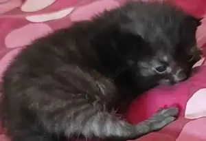 Kitten auf Verhandlungsbasis ab Juli abzugeben 