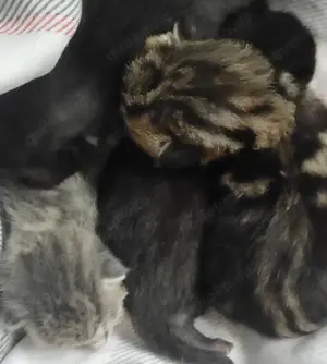 Kitten auf Verhandlungsbasis ab Juli abzugeben