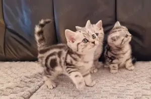 Bkh Kitten reinrassig whiskas