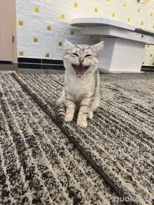 BKH Katze mix 