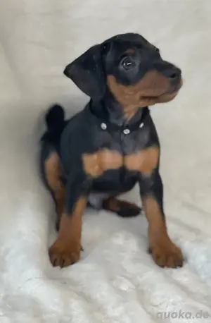 Reinrassige Zwergpinscher Welpen mit Ahnentafel