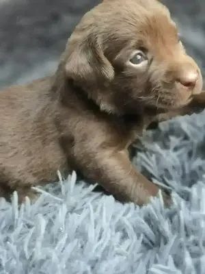 Labrador arbeitslinie Schoko 