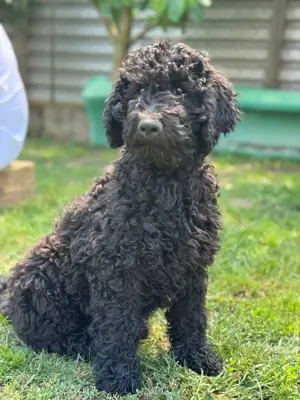 Goldendoodle Welpen 
