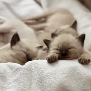 Heilige Birma-Siam Mix Kitten mit Stammbaum