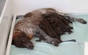 Wunderschöne Weimaraner x deutsch Kurzhaar Hybrid Welpen aus genehmigter Zucht