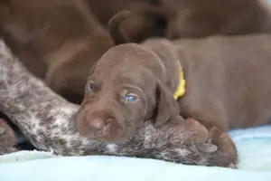 Wunderschöne, vielseitige Weimaraner x Deutsch Kurzhaar Hybrid Welpen aus genehmigter Zucht