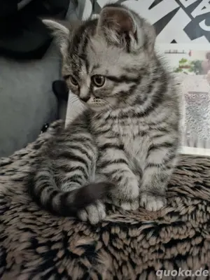 Bkh Perser Kitten 