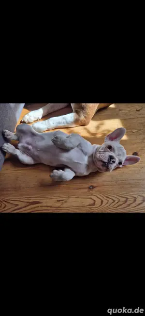 französische bulldogge 4 Monate 