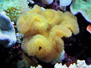 Krallenableger-Meerwasser- gelbe sarcophyton elegans