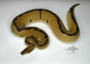 0.1 Leopard Blade Clown (proven breeder)
