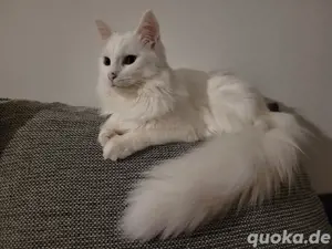 katz 
