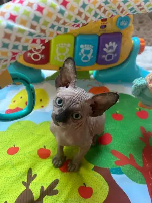 Canadian Sphynx 
