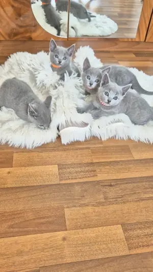 Russisch Blau Kitten mit Stammbaum