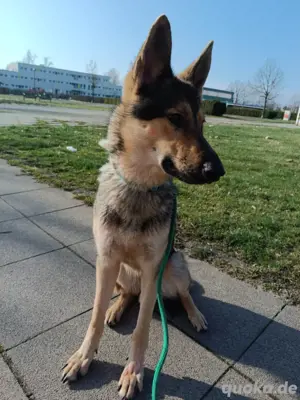 Schäferhund mix 2 jahre 
