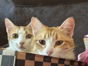 Roky & Benito   Aktives und verschmustes Kater-Duo sucht gemeinsames Zuhause mit Freigang